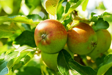 Image showing Apple, tree and fruit closeup with leaves outdoor in farm, garden or orchard in agriculture or nature. Organic, food and farming in summer with sustainability for healthy environment and growth