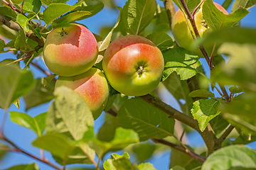 Image showing Apple, tree and growth of fruit with leaves outdoor on blue sky on farm or orchard in agriculture or nature. Organic, food and farming in summer closeup with sustainability for healthy environment