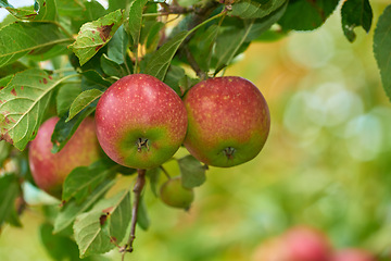 Image showing Apple, tree and fruits closeup with leaves outdoor in farm, garden or orchard for agriculture or nature. Organic, food and farming in summer with sustainability for healthy environment and plants