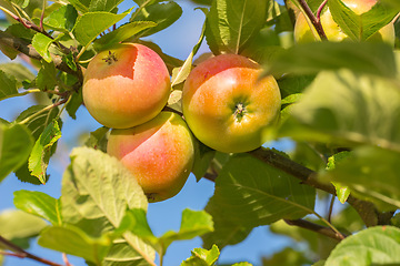 Image showing Apple, tree and growth of fruit with leaves outdoor on blue sky on farm or orchard in agriculture or nature. Organic, food and farming in summer closeup with sustainability for healthy environment