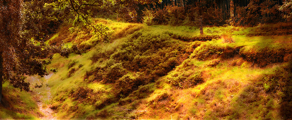 Image showing Leaves, forest and moss i autumn environment for fall weather for countryside traveling, foliage or vegetation. Woods, nature and outdoor flora or growth in England park or location, spring or season