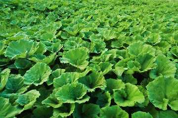 Image showing Leaves, ground and closeup of nature plant in countryside environment in woods for ecosystem, park or forest. Petasites, leaf and bushes in Thailand location for sustainability, ecology or greenery