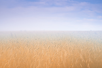 Image showing Wheat field, fog and blue sky or nature environment or grain harvesting or crop production, countryside or morning. Grassland, mist and outdoor in rural Thailand for agriculture, business or foliage