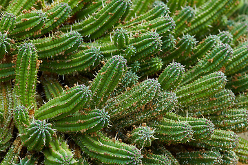 Image showing Cactus, plant and closeup in nature environment in desert location or greenery foliage, adventure or outdoor. Succulent, bush and growth on Texas field or exploring scenery or ecology, garden or park