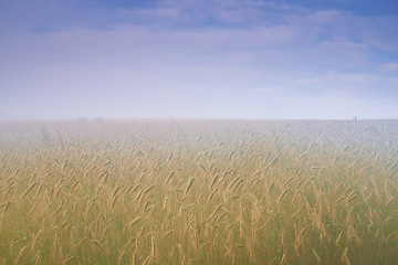 Image showing Wheat field, mist and blue sky or nature environment fr grain harvesting or crop production, countryside or morning. Grassland, fog and outdoor in rural area in Thailand, small business or growth