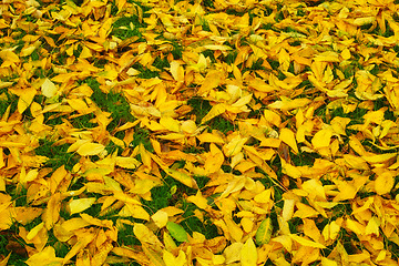 Image showing Leaves, ground and autumn weather in nature environment or spring travel or adventure, outdoor or countryside. Plant, park and fall scenery or closeup or woods ecology or exploring, season or foliage