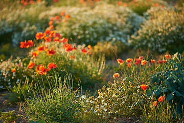 Image showing Flowers, field and meadow or nature environment with sunshine greenery in countryside, foliage or vegetation. Land, outdoor and flora bush in England or summer gardening for traveling, park or yard