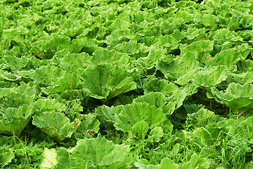 Image showing Vegetable, green leaf and agriculture environment in nature or small business production, countryside or sustainable. Gardening, supplier and farming lettuce or organic supply chain, leaves or grow