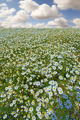 Image showing Daisies, field and countryside or flower environment in spring or outdoor exploring or garden, sustainable or growth. Nature, blue sky and land in England for summer weather or flora, location or sun