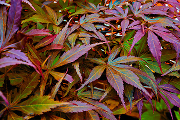 Image showing Maple leaves, ground and plant nature in environment park in Japanese garden for travel exploring, tourism or backyard. Leaf, floor and foliage in fall yard for morning gardening, outdoor or ecology