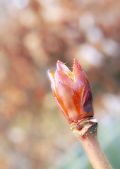 Image showing Spring, flower and bud in natural, garden and growth in environmental development for floral blossom. Outside, sprouts in anthology and ecology for new beginning or change of season closeup or botany