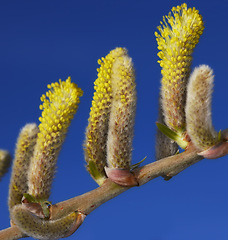 Image showing Closeup, tree and willow in spring in nature with leaf, pollen and sprout for ecology in studio on blue background. Salix caprea, foliage or plant with twig, natural growth or botany for food outdoor