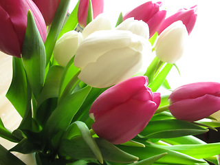 Image showing Flower, leaf and bouquet for nature and environment with geography on earth. Growth, greenery with tulip and stem in spring for petal, plant and ecology for natural, blossom and bloom in summer