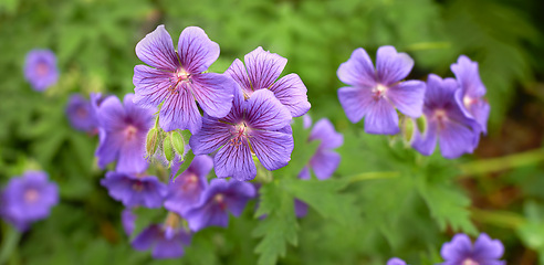 Image showing Flower, leaves and plant in garden or nature for environment and geography on earth for backyard outdoor. Growth, greenery and stem in spring for floral, ecology and natural for blossom and bloom