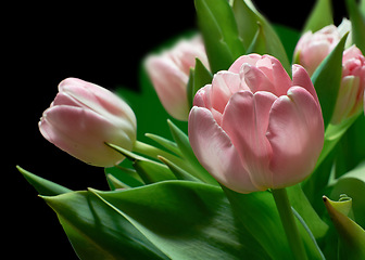Image showing Tulips, bouquet and pink flower with spring plants from garden with floral bunch and leaves. Blossom, petal and green stem in studio with black background and greenery with nature and eco bloom