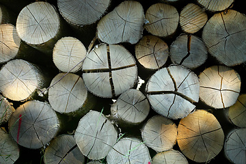 Image showing Lumber, wood and birch above with pile, forest and tree plant with deforestation and timber for firewood supply. Log, nature and woods for construction material and trunk resource of bark for logging