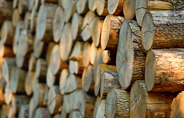 Image showing Lumber, wood and outdoor with pile, forest and tree plant with deforestation and timber for firewood supply. Log, nature and woods for construction material and trunk resource of bark for logging