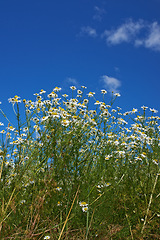 Image showing Countryside, blue sky and daisy field in spring with natural landscape, morning blossom and floral bush. Growth, peace and flowers with green backyard garden, calm nature and sustainable environment.