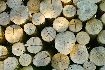 Image showing Lumber, wood and above with pile, forest and tree plant with deforestation and timber for firewood supply. Log, nature and woods for construction material and trunk resource of bark for logging