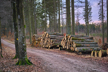 Image showing Environment, wood and deforestation with log pile on ground outdoor for industry, manufacturing or production. Nature, trees and path in forest or woods for lumber or logging supply and profession