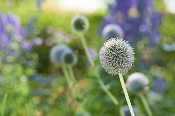 Image showing Countryside, spring and wild flowers in field with natural landscape, morning blossom and floral bloom. Growth, peace and thistle bush with green backyard garden, nature and sustainable environment.