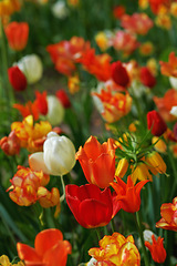 Image showing Red, tulips and nature for garden or landscape of spring blossom, growth and plants in closeup or zoom. White and orange flowers or lily for natural background with color, greenery or meadow in park