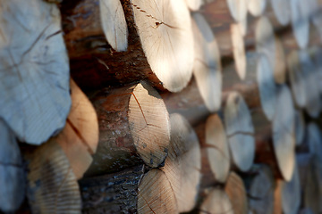 Image showing Lumber, wood and closeup with pile, forest and tree plant with deforestation and timber for firewood supply. Log, nature and woods for construction material and trunk resource of bark for logging