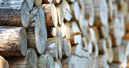 Image showing Lumber, wood and stack of with oak, forest and tree plant with deforestation and timber for firewood supply. Log, nature and woods for construction material and trunk resource of bark for logging