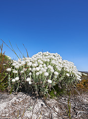 Image showing White flowers, growth and bush in nature on a blue sky background for travel, adventure and explore outdoor. Indigenous plants, Fynbos wildflower and landscape on field in South Africa with mock up