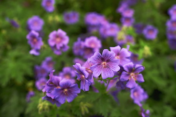 Image showing Purple, flowers and garden or landscape for spring with blossom, growth and plants for green outdoor. Beautiful, vibrant and colorful geranium or himalayan cranes bill for background in park or field