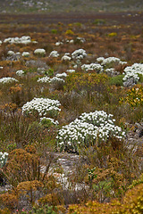 Image showing White flowers, field and bush in nature for background of tourism with travel, adventure and explore outdoor. Indigenous plants, Fynbos wildflower and drought landscape in Western Cape, South Africa