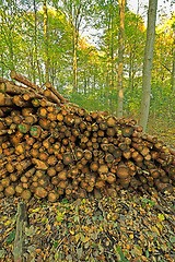 Image showing Trees, wood and deforestation with log pile on ground outdoor for industry, manufacturing or production. Nature, environment and path in forest or woods for lumber or logging supply and profession