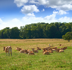 Image showing Agriculture, cow and grass in countryside with nature, livestock and field to eat lawn. Animals, farming and landscape with cattle relaxing, sky and trees in spring or summer for outdoor or rural