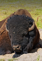 Image showing Nature, grass and bison on sand at countryside in summer with farm, agriculture and relax in sunshine. Environment, field and animal on ground for meat, sustainable production and ecology on ranch