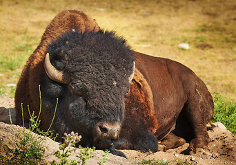 Image showing Nature, grass and bison at countryside in summer with farm, agriculture and relax on sand in environment. Sunshine, field and animal on ground for sunshine, sustainable production or ecology on ranch