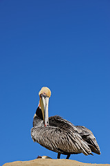 Image showing Bird, sand and nature on earth with sky for habitat and ecosystem outdoor. Feathers on animal or pelican in shore and landscape for fly at sea or dock in summer season for tourism on coast by seaside