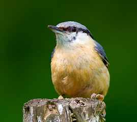 Image showing Eurasian nuthatch, nature and tree with bird, balance and feather for rest with macro photograph. Garden, summer and season with closeup, wildlife and ecosystem isolated on branch in environment