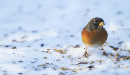 Image showing Bird, snow and nature with feather in natural environment for wildlife, ecosystem and fly outdoor. Fluffy and fragile with wing and color in habitat and standing for survival in winter weather