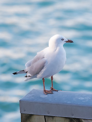 Image showing Seagull, outdoor and ocean environment or ecosystem wildlife at coastal sea in habitat for relax, calm or sitting. Bird, feathers and outside in South Africa or animal with wings, perched or water