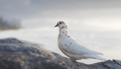 Image showing Dove, bird and outdoor at ocean environment or ecosystem wildlife or coastal sea habitat for relax, calm or sitting. Feathers, fowl and outside in South Africa or animal with wings, perched or water