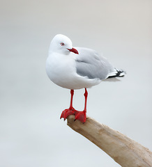 Image showing Bird, outdoors and perched on branch, wooden and avian wild animal in natural environment. Seagull, closeup and feathers for gulls native to shorelines, wildlife and birdwatching or birding