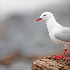 Image showing Bird, outdoors and ocean in nature, rocky terrain and avian animal in the wild. Seagull, wildlife and feathers for gulls native to shorelines, sea and closeup of bill for birdwatching or birding