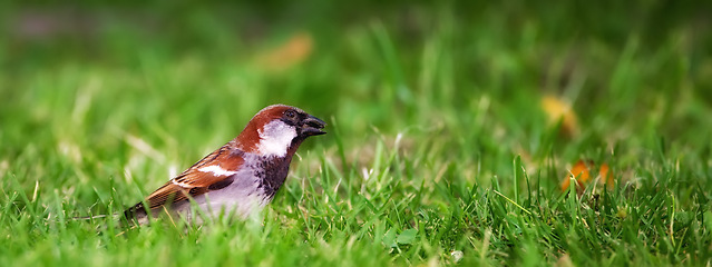 Image showing Bird, grass and leaves for nature outdoor in summer for natural environment and ecology in sunshine for fly in park. Sparrow and wings on earth in sunlight for sustainable, wildlife and ecosystem