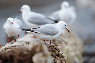 Image showing Seagull, outdoor and nature environment on branch together group in ecosystem wildlife or flock, coastal or tree. Birds, feathers and outside in South Africa or animal wings, perched or countryside