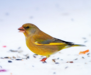 Image showing Bird, snow and nature with feather in natural environment for wildlife, ecosystem and fly outdoor. Animals, greenfinch and bills with color in habitat and standing for survival in winter weather