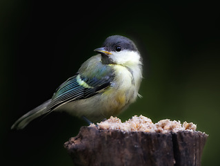 Image showing Bird, branch and tree in nature or garden with feather in tranquil environment for summer season to fly in field. Animal, colorful and alone in natural outdoor for flight, wildlife and ecology