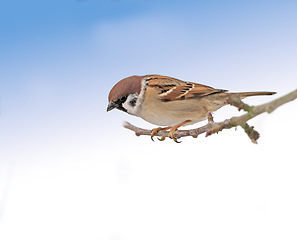 Image showing Garden tree sparrow, branch and bird with sky, balance and feather for rest with ornithology. Eurasian, autumn and season with closeup, wildlife and ecosystem alone in outdoor nature environment