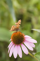 Image showing butterfly over echinacea