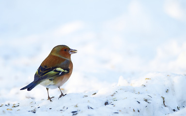 Image showing Bird, snow and nature with feather in natural environment for wildlife, ecosystem and fly outdoor. Animal, chaffinch and bill with wing and color in habitat and standing in winter with seed