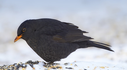 Image showing Bird, snow and nature with feather in natural environment for wildlife, ecosystem and fly outdoor. Fluffy and fragile with wing and color in habitat and standing for survival in winter weather